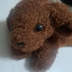 わんわんパーク　　トイプードル