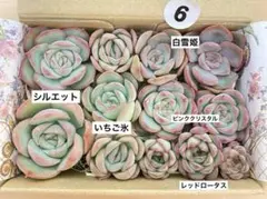 6 多肉植物　多肉弁当　詰め合わせ　寄せ植え　セット　カット苗　韓国苗　エケのサムネイル