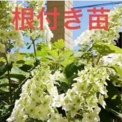 G 八重咲きカシワバアジサイ 柏葉紫陽花 スノーフレーク抜き苗1本