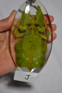 2026年最新】コノハムシ 標本の人気アイテム - メルカリ