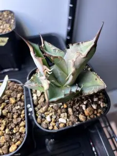 オテロイ　実生　約30株　鉢ごとメルカリ便 2025年最新】オテロイ実生の人気アイテム - メルカリ