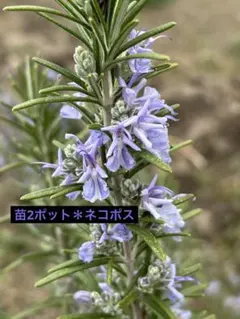 ちび☆さま専用＊ローズマリー　2ポット＊ネコポス