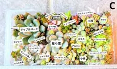 多肉植物 カット苗セットC