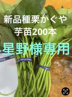 栗かぐや苗300本21日発送 - メルカリ
