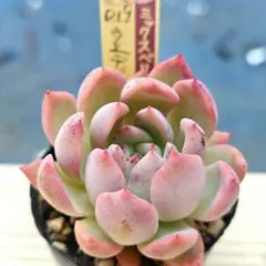 ミックスベリア ミステリアスグラス おらいさん 抜き苗 多肉植物 札は