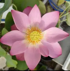 2026年最新】大賀ハスの種の人気アイテム - メルカリ