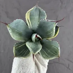 2026年最新】アガベ ライムストリークの人気アイテム - メルカリ