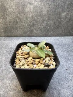 2025年最新】ブレビカウレの人気アイテム - メルカリ