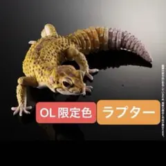 ヒョウモントカゲモドキ ラプター いきもの大図鑑アドバンス ガシャポンバンダイ