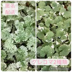 ③山野草・極姫ユキノシタ 豆鉢/盆栽/苔テラリウム/パルダリウムに