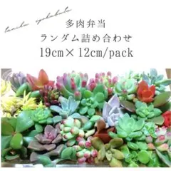 多肉植物詰め合わせ