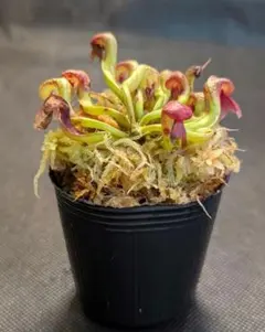 2026年最新】ダーリングトニアの人気アイテム - メルカリ