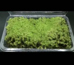 天然苔 無農薬 スナゴケ 砂苔　苔テラリウム　観葉植物　ガーデニング　苔玉　盆栽のサムネイル