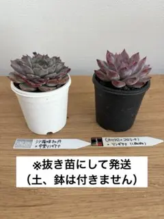 2026年最新】中里リンゼアナの人気アイテム - メルカリ