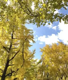 No.629ゆうこりん様専用「寄り添うビオラ」刺繍バレッタ　ハンドメイド