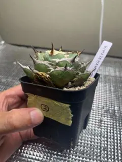 【現物】【大株】アガベ　チタノタ　ハデス / 検オテロイ　白鯨　シーザー アガベ チタノタドワーフ 実生6(検索 アガベ オテロイ チタノタ