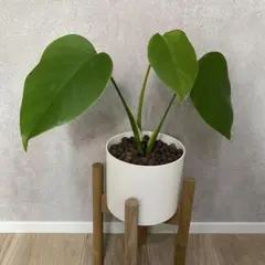 Kb-Bb】鉢植え モンステラ 斑入り ボルシギアナ 高さ 68cm - メルカリ