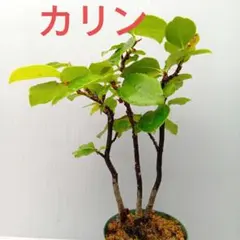 カリン　ミニ盆栽のサムネイル