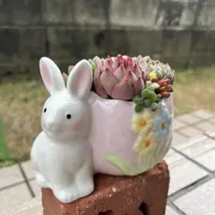 ★ラスト1点★♡そのまま飾れる♡うさぎちゃんの陶器鉢♬可愛い多肉植物寄せ植え♡