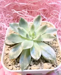て*す様 シラガブドウ　山野草　花　ポット苗 希少種 シラガブドウ 絶滅危惧種 山野草 花 ポット苗 - メルカリ