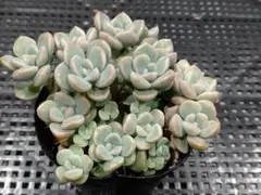 4.おはな　鉢内全て　つぶつぶ屋さん　多肉植物のサムネイル