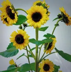 アンジー様 リクエスト 2点 まとめ商品