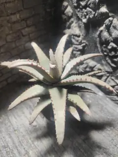 2026年最新】アカベ希少株の人気アイテム - メルカリ