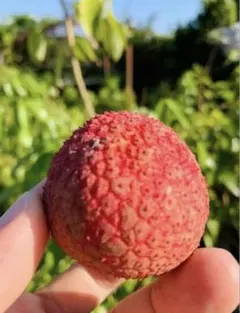 ライチ取り木 苗、ピンクウエイメイ種 - メルカリ