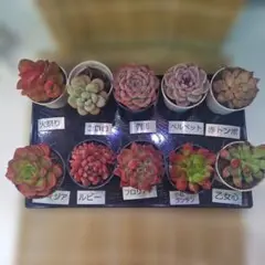大特価！多肉植物セット 10種 多肉弁当