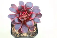 多肉植物 ❤️アエオニウム シャネル❤️韓国苗育成 抜き苗 レア品a99