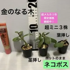 2026年最新】金のなる木 特大の人気アイテム - メルカリ