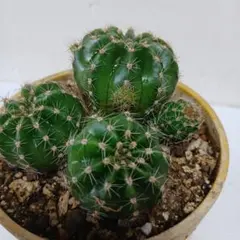 人気植物‼️ ミニ可愛植物 団扇サボテン 小型棘無し 琉黄団扇のカキコ