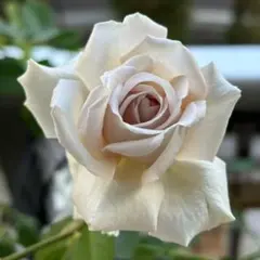 ぷっちん様 リクエスト 2点 まとめ商品