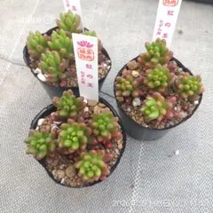 1ポット295円　セダム　虹の玉　6cmポット