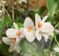 tamao14様 リクエスト 2点 まとめ商品