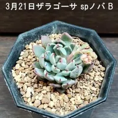 2026年最新】ザラゴーサ SP ノバの人気アイテム - メルカリ