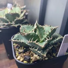 Agave horrida subsp. horrida アガベ ホリダ② - メルカリ