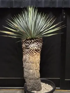 ユッカリギダ (ぬ) 種子] ユッカ リギダ Yucca rigidaの商品情報 - SEEDSTOCK