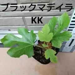 2025年最新】イチジク ブラックマデイラの人気アイテム - メルカリ