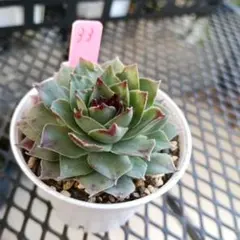 2026年最新】センペルビウムの人気アイテム - メルカリ