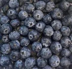 ③最高級採れた新鮮ブルーベリー　超希少秀品　新入荷当日発送　3点限定　特別価格