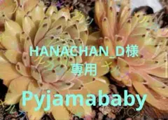 センペルビウム輸入 ドイツ Golden Tiffany 現品のみ 現地苗 - メルカリ