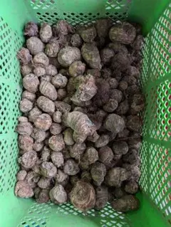 里芋（白芽）種芋　5キロ