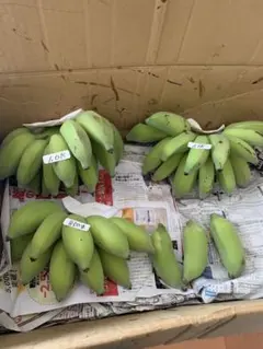 Ichimomo様　専用