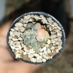 し*さ様 ハオルチア　オブツーサ錦　水中月錦　17