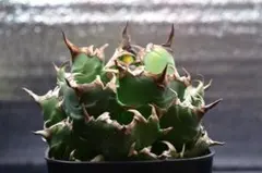 【特大】姫厳龍　大株 チタノタ姫厳龍特大株