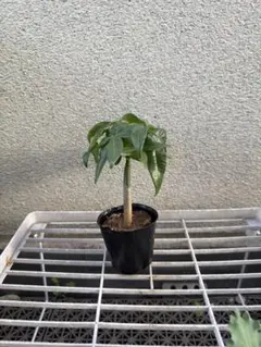 yukky様 リクエスト 2点 まとめ商品　鉢ごと発送