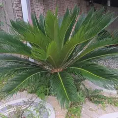 特大】 金環蘇鉄 ソテツ 観葉植物 南国 - メルカリ