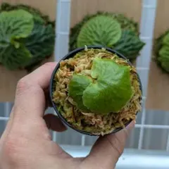 2026年最新】マダガスカリエンセの人気アイテム - メルカリ
