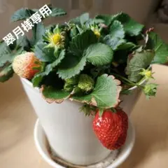 苺苗